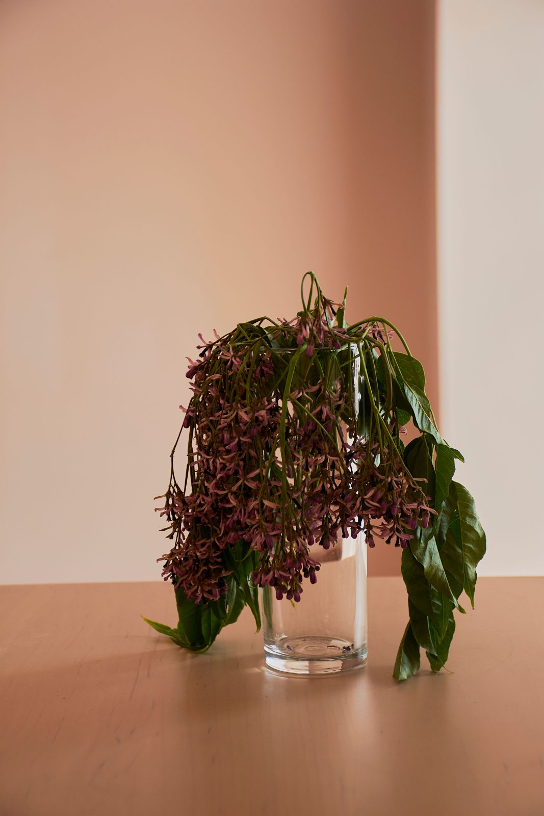 A sprig of lilac drooping in a vase