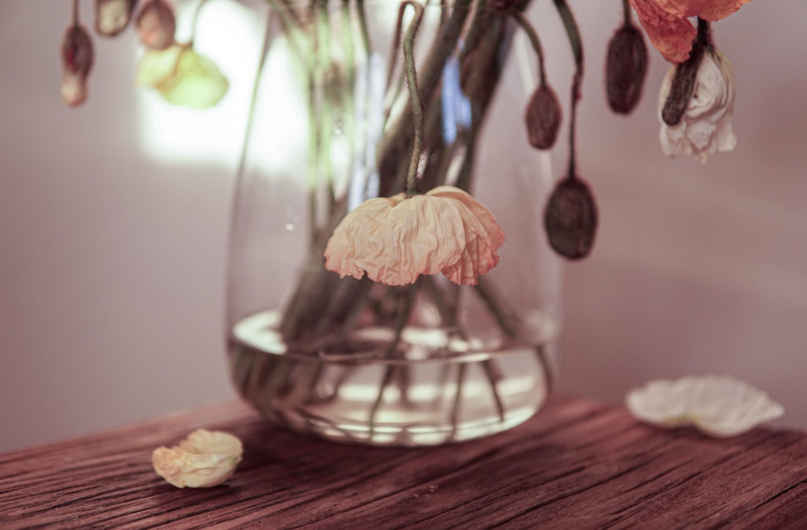 Wilting poppies